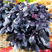 Базилик Черно-махровый
