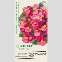 Бегония Амбассадор Роуз F1 вечноцветущая