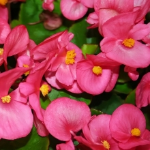 Бегония Амбассадор Роуз F1 вечноцветущая