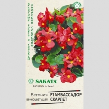 Бегония Амбассадор Скарлет F1 вечноцветущая