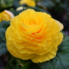 Бегония Америгибрид гофрированная F1 Желтая