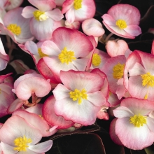 Бегония Бада бум F1 роза биколор