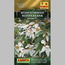 Бегония Копакабана F1 белая боливийская