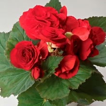 Бегония Фортуна Дип ред F1 клубневая