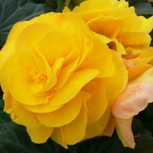 Бегония Фортуна Голден F1 клубневая