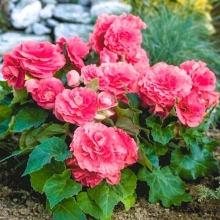 Бегония Гоу-гоу розовая F1 клубневая