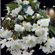 Бегония Иллюминейшн F1 Вайт (ампельная)