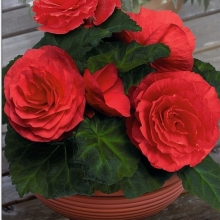 Бегония Империал F1 Скарлет (клубневая)