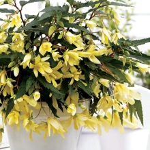 Бегония Желтый каскад F1 ампельная