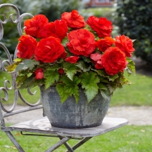 Бегония Кинг Сайз F1 Алая (клубневая)