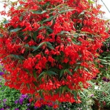 Бегония Огненный каскад  F1 ампельная