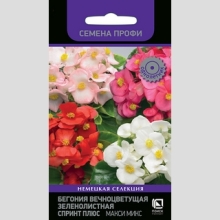 Бегония Спринт Плюс Макси Микс вечноцветущая зеленолистная