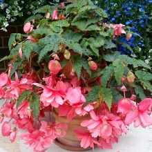 Бегония Шансон Розовая F1 клубневая ампельная