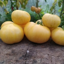 Томат Белла роза