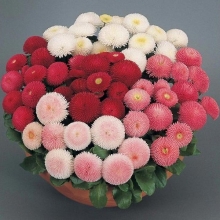 Маргаритка Веселые помпоны