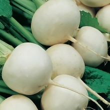Репа Белоснежка