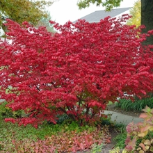 Бересклет Бунге