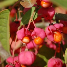 Бересклет Максимовича