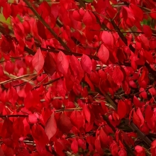 Бересклет Огненный дождь крылатый (большой пакет)