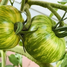 Томат Беркли тай дай грин