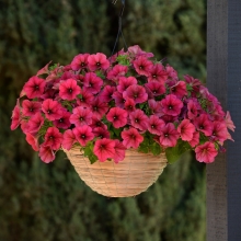 Петуния Изи Вейв F1 Берри Велюр (Семена Профи)