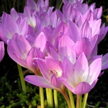 Безвременник Каменный цветок (Осенник)