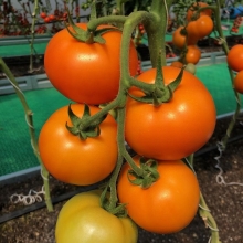 Томат Биоранж F1 (Monsanto Ip Management B.V.)