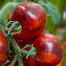 Томат Черничный Блюз F1