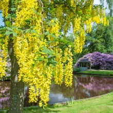 Бобовник Альпийский (большой пакет)