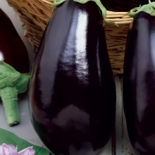 Баклажан Бомбовоз