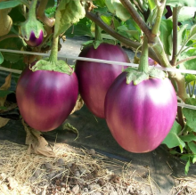 Баклажан Боровичок