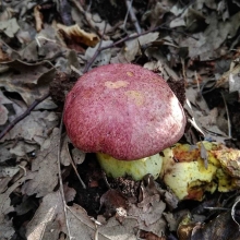 Грибы - Боровик королевский 60 мл