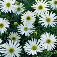 Брахикома Белое озеро