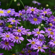 Брахикома Камилла синяя