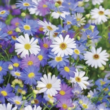 Брахикома Нега