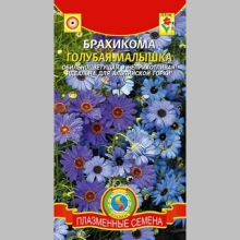 Брахикома Голубая малышка