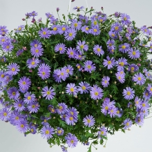 Брахикома Голубое великолепие