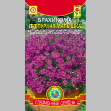 Брахикома Пурпурная малышка