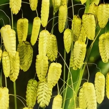 Бриза Жемчужная трава