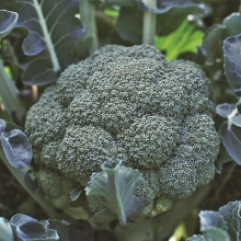 Капуста Мадонна F1 (брокколи)