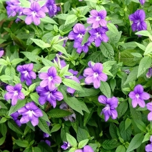 Броваллия Блу Белл