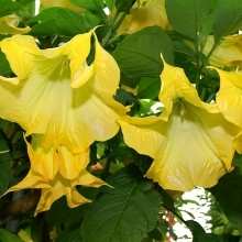 Бругмансия Аромагия желтая