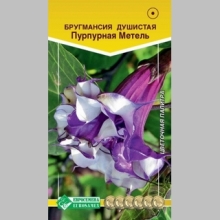 Бругмансия Пурпурная Метель