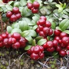 Брусника Рубин