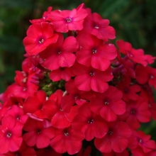 Флокс Брусничный джем