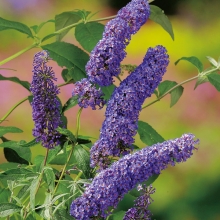 Буддлея Фиолетово-голубая