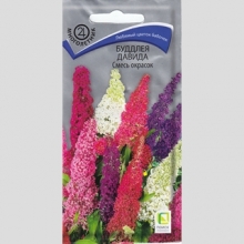 Буддлея Смесь окрасок