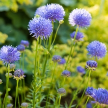 Букашник Лукашка (Ясион)