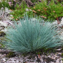 Булавоносец Спики Блу седоватый