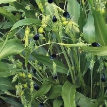 Бусенник Креолка